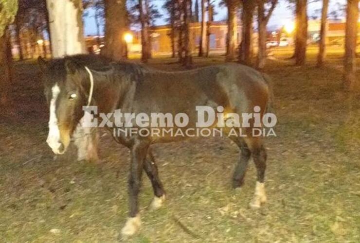 El animal está en el sector próximo a la estación de trenes