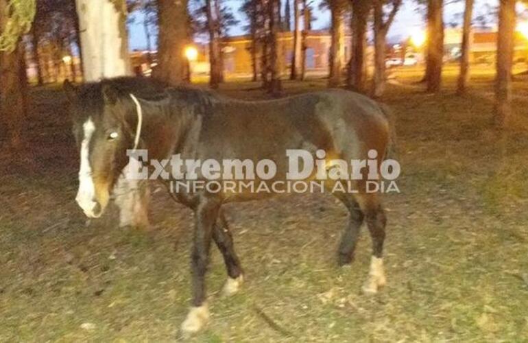 El animal está en el sector próximo a la estación de trenes