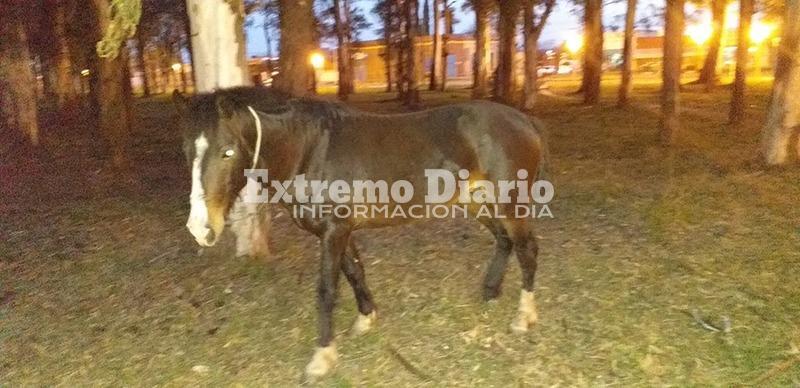 El animal est&aacute; en el sector pr&oacute;ximo a la estaci&oacute;n de trenes