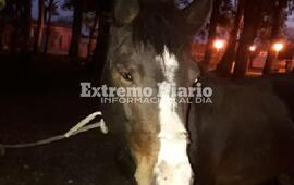 El animal estuvo ocho d&iacute;as en el predio de la estaci&oacute;n y fue alimentado por los vecinos.