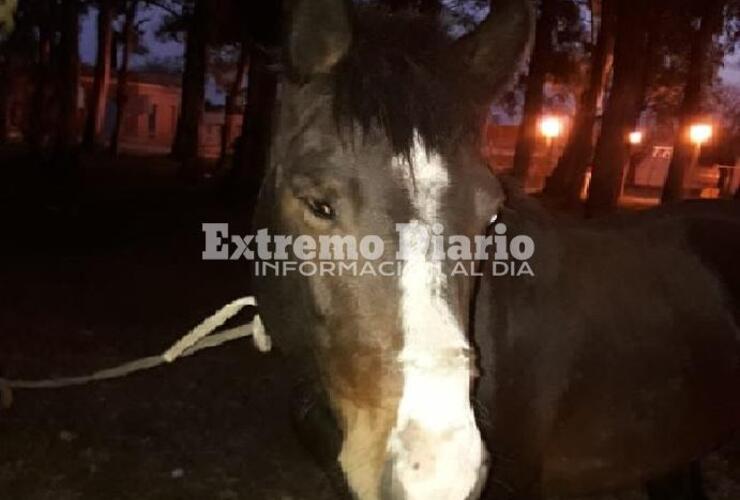 El animal estuvo ocho días en el predio de la estación y fue alimentado por los vecinos.