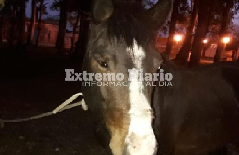 El animal estuvo ocho días en el predio de la estación y fue alimentado por los vecinos.