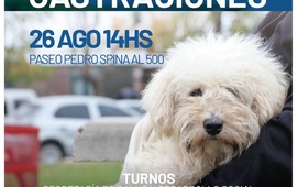 Imagen de El lunes se realiza nueva jornada de castraciones para perros y gatos