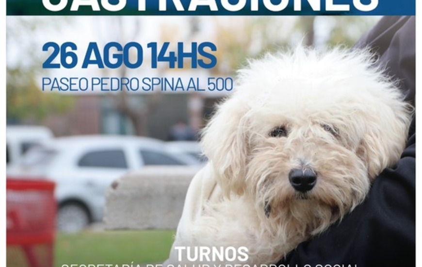 Imagen de El lunes se realiza nueva jornada de castraciones para perros y gatos