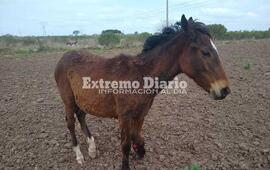 Las proteccionistas buscan al responsable del animal.