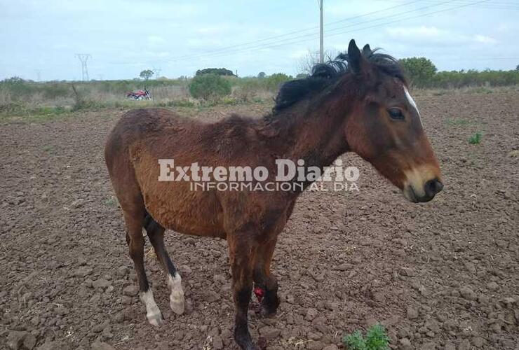 Las proteccionistas buscan al responsable del animal.