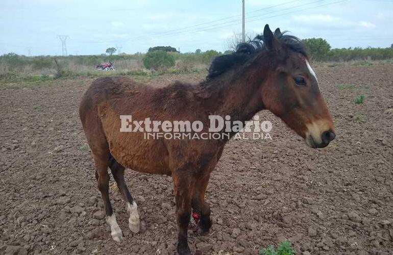 Las proteccionistas buscan al responsable del animal.