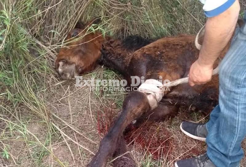 Imagen de El caballo que apareci&oacute; lastimado, ya recibi&oacute; las primeras atenciones