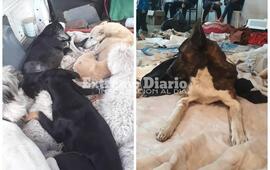 Imagen de Y es r&eacute;cord otra vez, hoy se hicieron 110 nuevas castraciones