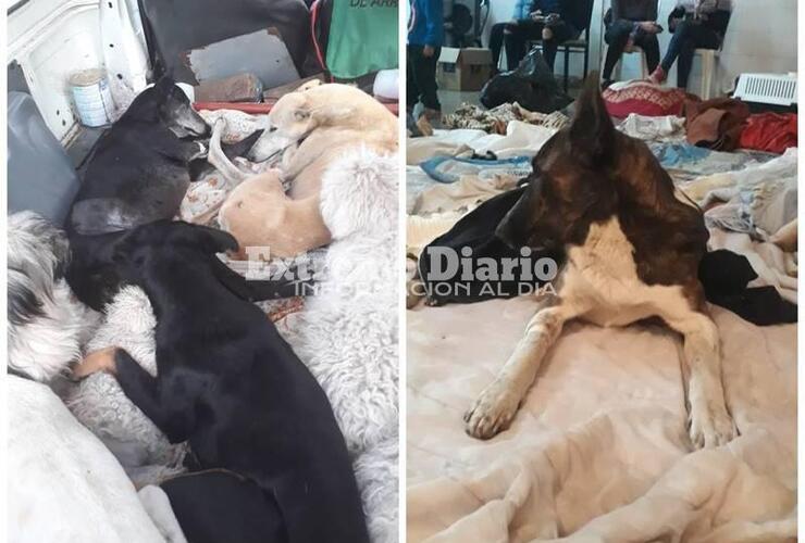 Imagen de Y es récord otra vez, hoy se hicieron 110 nuevas castraciones