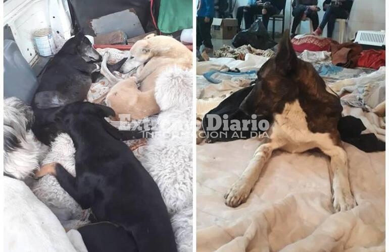 Imagen de Y es r&eacute;cord otra vez, hoy se hicieron 110 nuevas castraciones