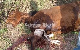 Imagen de Muri&oacute; el caballo que fue encontrado herido en Fighiera