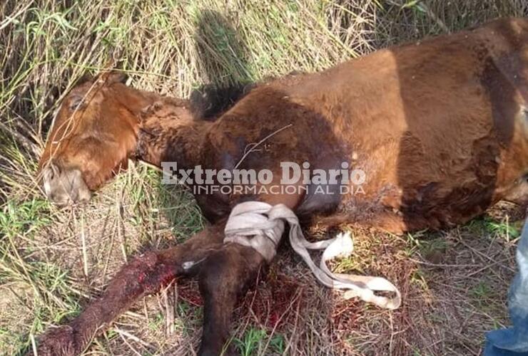 Imagen de Murió el caballo que fue encontrado herido en Fighiera