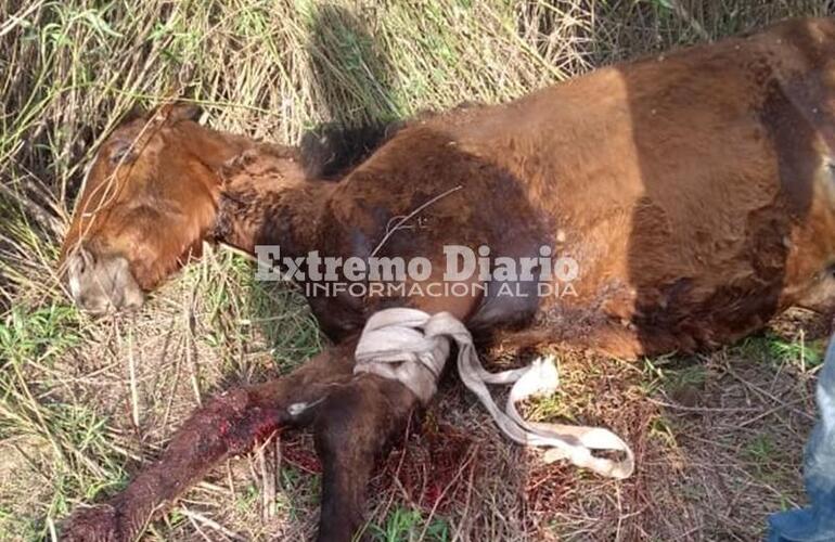 Imagen de Murió el caballo que fue encontrado herido en Fighiera