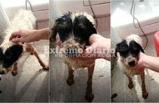 Encontraron al animal luchando con sus &uacute;ltimas fuerzas por sobrevivir.