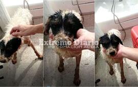 Encontraron al animal luchando con sus &uacute;ltimas fuerzas por sobrevivir.