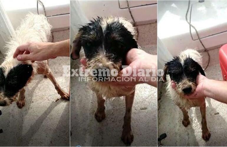 Encontraron al animal luchando con sus &uacute;ltimas fuerzas por sobrevivir.