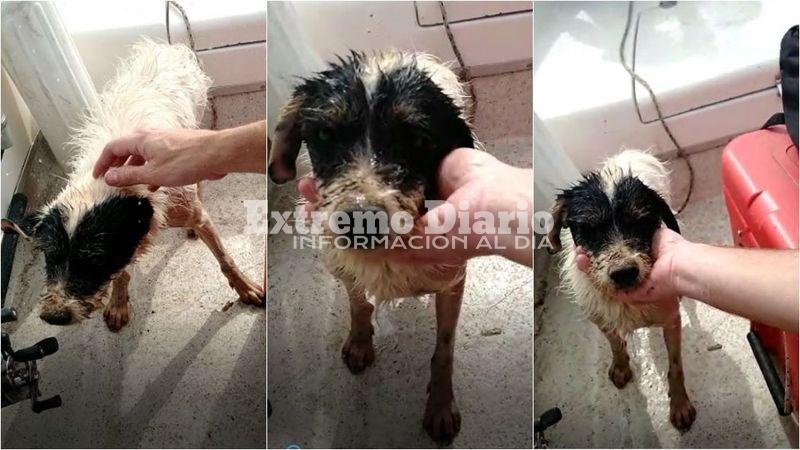 Encontraron al animal luchando con sus &uacute;ltimas fuerzas por sobrevivir.