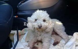 Imagen de ATENCI&Oacute;N: Lo chocaron y lo abandonaron; buscan a su due&ntilde;o