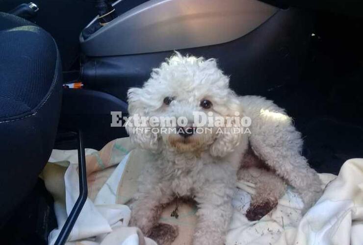 Imagen de Actualizamos información: Apareció la dueña del perrito chocado