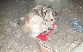 APA Refugio de Arroyo Seco public&oacute; esta imagen a mediados de agosto