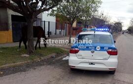 Imagen de Atraparon a un caballo suelto