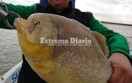 Imagen de Sacaron una super palometa en Fighiera