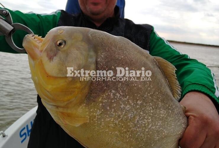 Imagen de Sacaron una super palometa en Fighiera