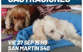 Imagen de Este viernes, nueva jornada de castraciones para perros y gatos