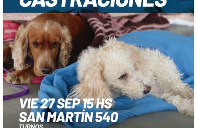 Imagen de Este viernes, nueva jornada de castraciones para perros y gatos