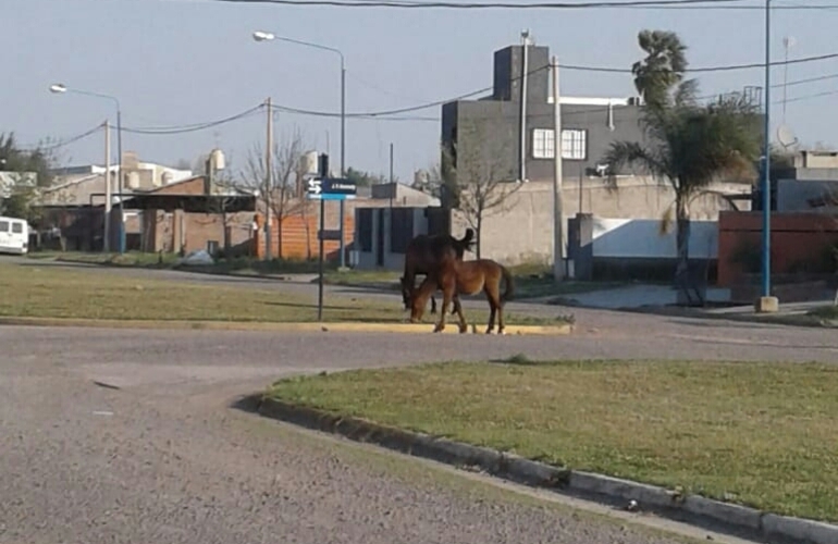 Imagen de Caballos sueltos en Vientos de Arroyo