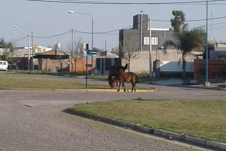 Imagen de Caballos sueltos en Vientos de Arroyo