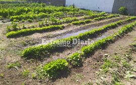 Imagen de Ofrecen un plant&iacute;n de tomate a cambio de un alimento no perecedero