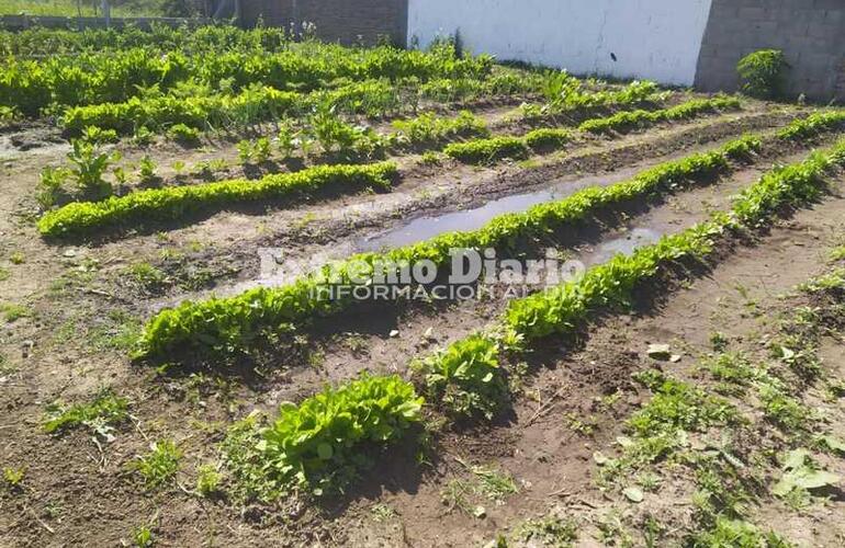 Imagen de Ofrecen un plantín de tomate a cambio de un alimento no perecedero