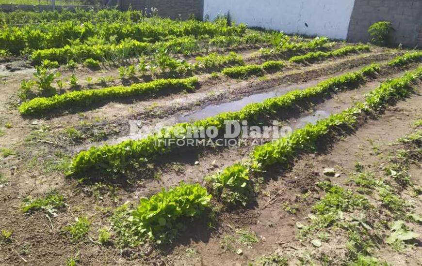 Imagen de Ofrecen un plant&iacute;n de tomate a cambio de un alimento no perecedero