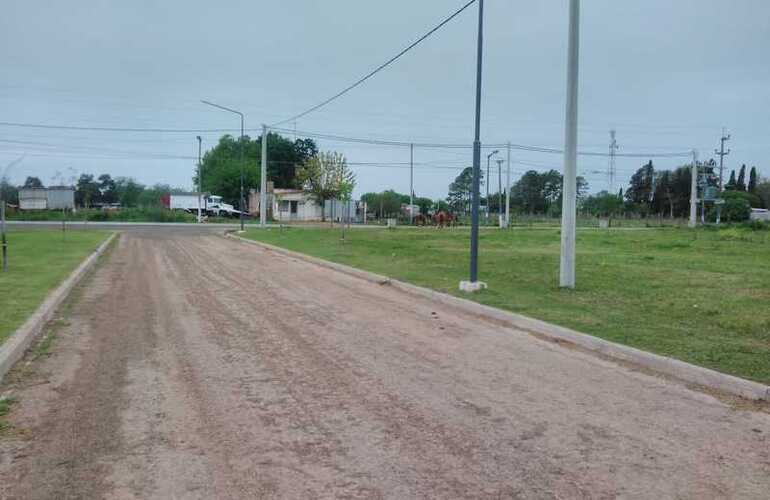 En el fondo de la foto tomada desde el loteo, pueden observarse varios equinos sobre la calle.