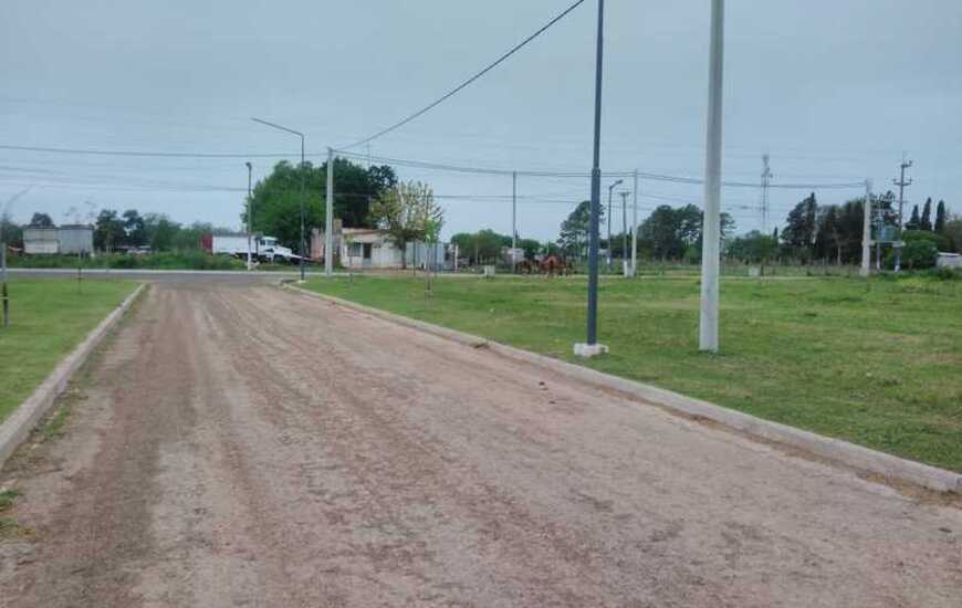 En el fondo de la foto tomada desde el loteo, pueden observarse varios equinos sobre la calle.