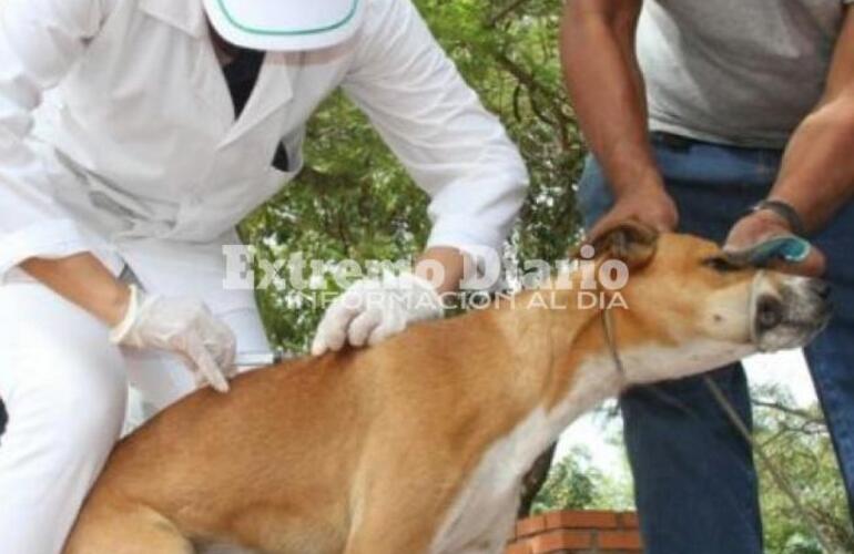 Este viernes comenzar&aacute; la campa&ntilde;a.