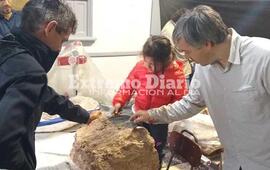 Imagen de Inicio de limpieza y reconstrucci&oacute;n de la macrauchenia