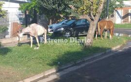 Imagen de Caballos sueltos en la v&iacute;a p&uacute;blica