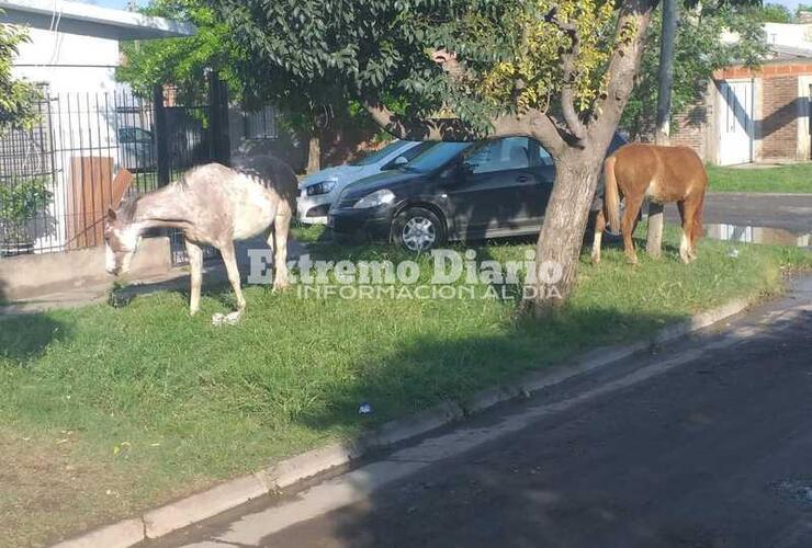 Imagen de Caballos sueltos en la vía pública