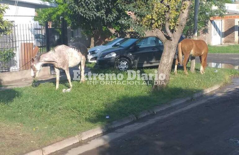 Imagen de Caballos sueltos en la vía pública