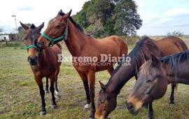 Imagen de Encontraron a los caballos que se hab&iacute;an extraviado