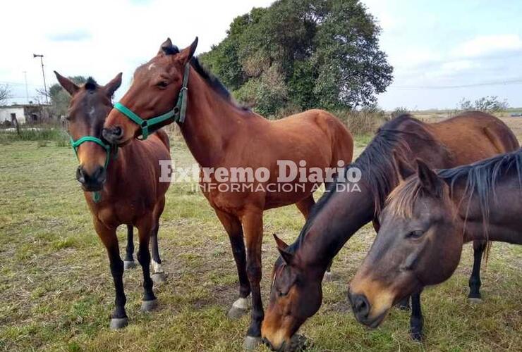 Imagen de Encontraron a los caballos que se habían extraviado