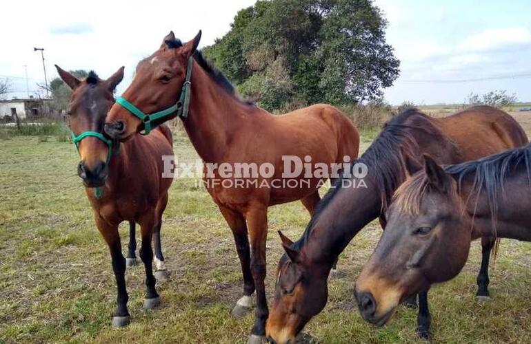 Imagen de Encontraron a los caballos que se habían extraviado