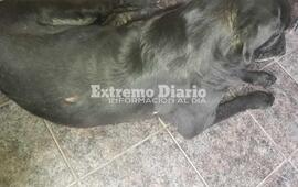 La vecina denunci&oacute; que la pirotecnia estuvo vinculada a los festejos de las eleccionesUna