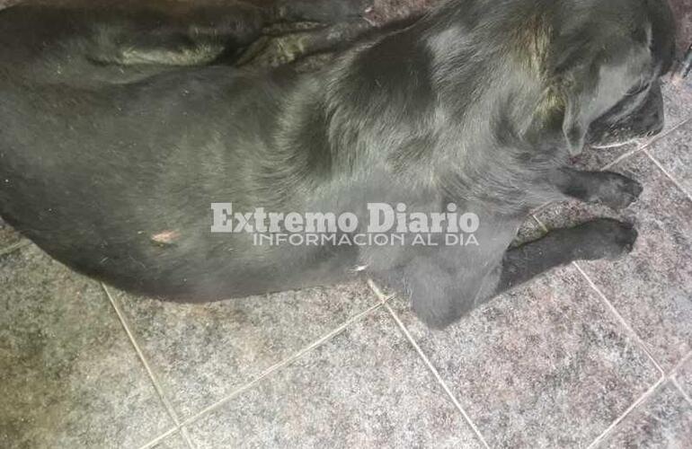 La vecina denunció que la pirotecnia estuvo vinculada a los festejos de las eleccionesUna