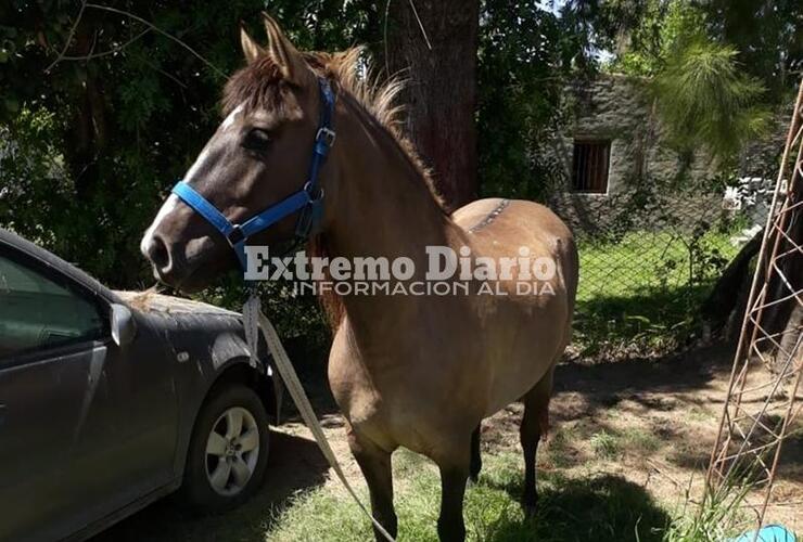 Imagen de Detienen a un sujeto acusado de robar un caballo