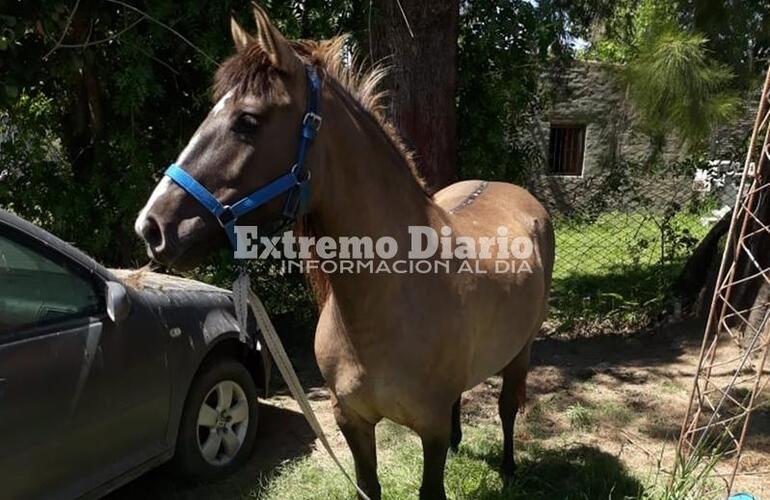 Imagen de Detienen a un sujeto acusado de robar un caballo