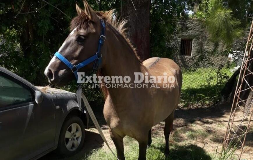 Imagen de Detienen a un sujeto acusado de robar un caballo
